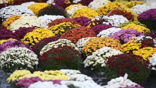 Cvijetni aranžmani, Svi sveti, cvijeće, krizanteme