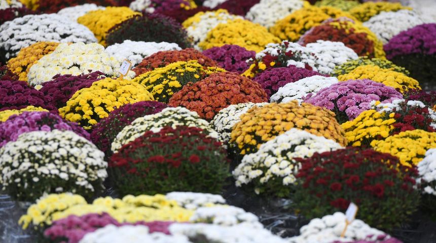 Cvijetni aranžmani, Svi sveti, cvijeće, krizanteme Cvijetni aranžmani, Svi sveti, cvijeće, krizanteme