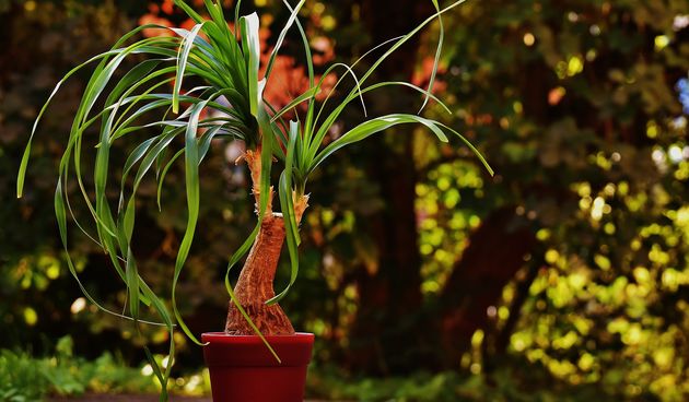 Slonova noga: sadnja, uzgoj i održavanje tropske sobne biljke