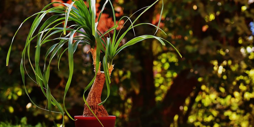 Slonova noga: sadnja, uzgoj i održavanje tropske sobne biljke