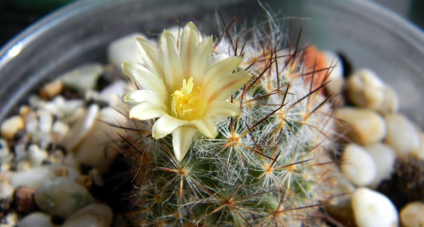 Koje su najbolje male sobne biljke? Koje su najbolje male sobne biljke?