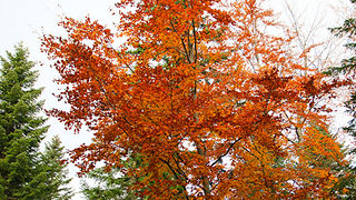 Lička jesen u znaku gljiva, Foto: Leo Banić