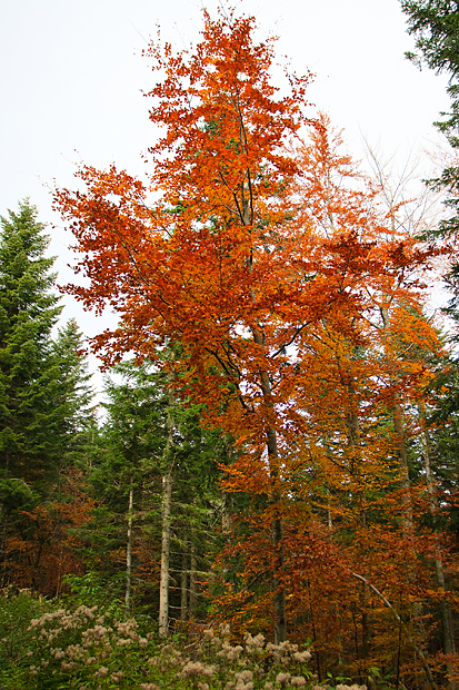 Lička jesen u znaku gljiva, Foto: Leo Banić