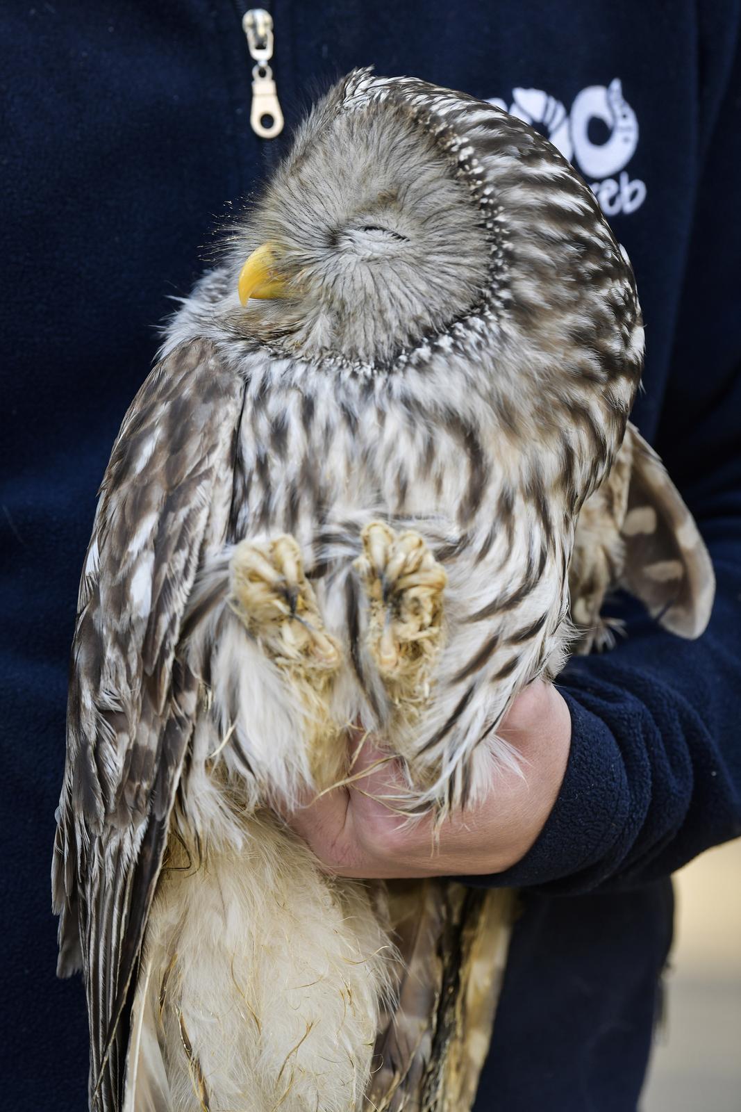 Rastopit će vam srce: Ozlijeđene sove na oporavku u zagrebačkom Zološkom vrtu