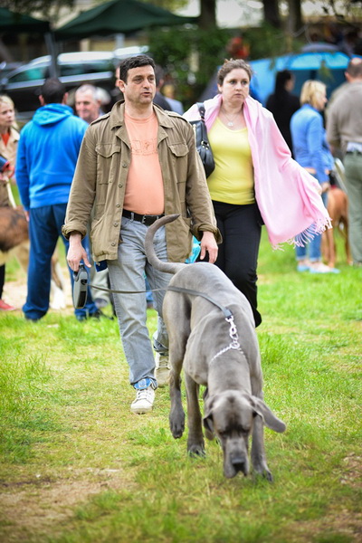 16. Međunarodna izložba pasa CACIB Zadar – Prvak prvaka 2016. 16. Međunarodna izložba pasa CACIB Zadar – Prvak prvaka 2016.