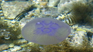 Pula, 240511.
Najezda meduza u pulskoj uvali Valkane  po imenu “Aurelia Aurita” ili u narodu poznatija kao “uhati klobuk” lako se prepoznaju po prozirnom klobuku s cetiri ljubicasta kruga. Iako ih nije ugodno vidjeti, osobito u velikom broju, ova je vrsta