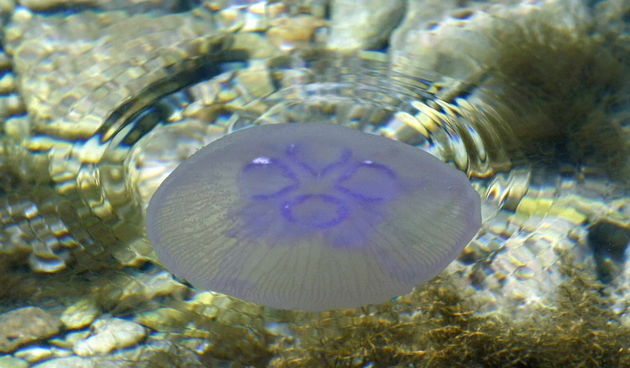 Pula, 240511.
Najezda meduza u pulskoj uvali Valkane  po imenu “Aurelia Aurita” ili u narodu poznatija kao “uhati klobuk” lako se prepoznaju po prozirnom klobuku s cetiri ljubicasta kruga. Iako ih nije ugodno vidjeti, osobito u velikom broju, ova je vrsta