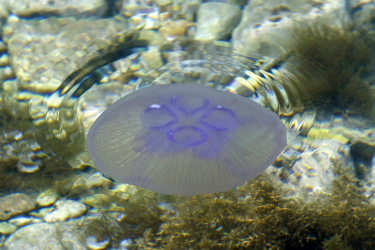Pula, 240511.
Najezda meduza u pulskoj uvali Valkane  po imenu “Aurelia Aurita” ili u narodu poznatija kao “uhati klobuk” lako se prepoznaju po prozirnom klobuku s cetiri ljubicasta kruga. Iako ih nije ugodno vidjeti, osobito u velikom broju, ova je vrsta