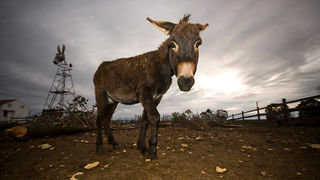 Farma “Dar-mar” (foto:Saša Čuka)