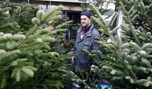 Zagreb, 161212.
Heinzelova ulica.
Pocela je prodaja jelki i borova za predstojece Bozicne blagdane.
Oni koji sada zele kupiti jelke morat ce izdvojiti od 100 do 400 kuna za srednje i velike borove.
Foto: Goran Mehkek / CROPIX