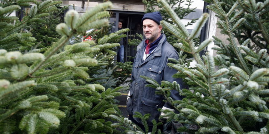 Zagreb, 161212.
Heinzelova ulica.
Pocela je prodaja jelki i borova za predstojece Bozicne blagdane.
Oni koji sada zele kupiti jelke morat ce izdvojiti od 100 do 400 kuna za srednje i velike borove.
Foto: Goran Mehkek / CROPIX
