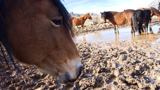 Libinje: Velebitski divlji konji, Foto: Leo Banić