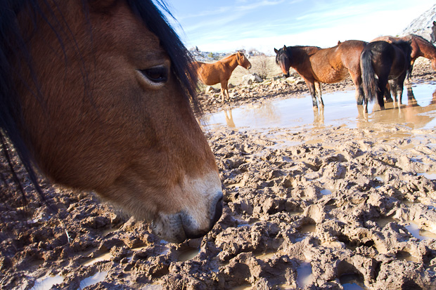 Libinje: Velebitski divlji konji, Foto: Leo Banić