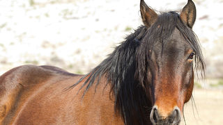 Velebitski divlji konji, Foto: Leo Banić