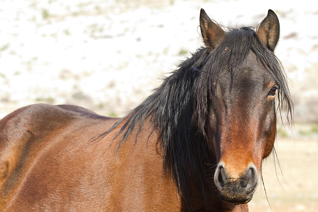 Velebitski divlji konji, Foto: Leo Banić