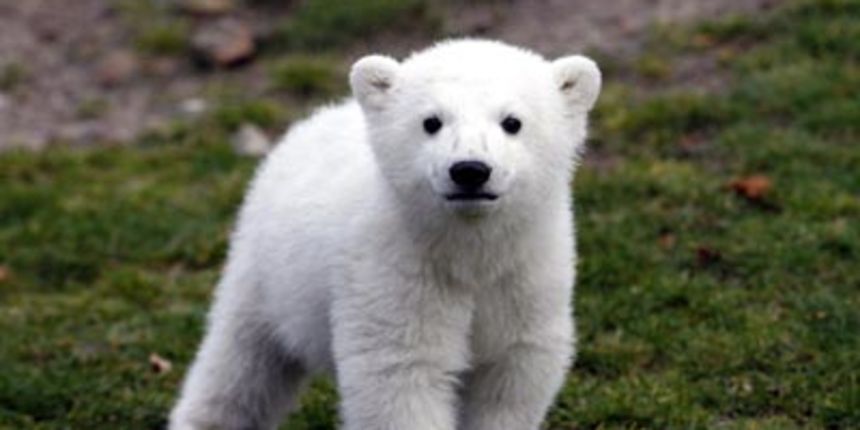 medvjedić knut medvjedić knut