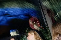 Disco fever A’mare