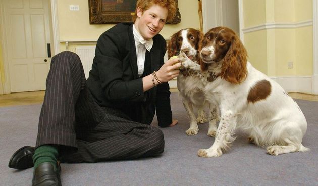 Princ i koker španijeli, Foto: globalnational.com