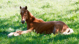Velebitski divlji konji, Foto: Leo Banić