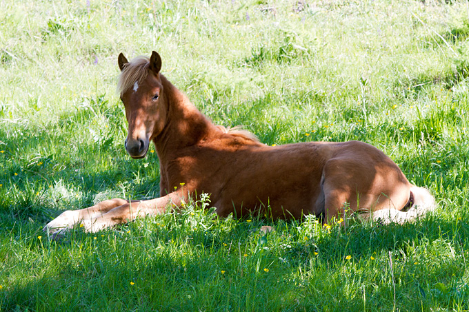 Velebitski divlji konji, Foto: Leo Banić