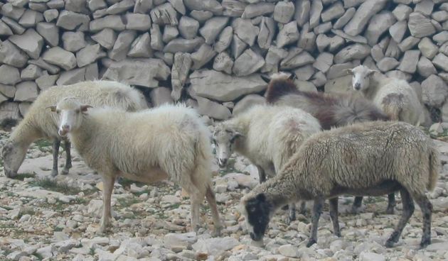 Ovce na Pagu (foto: J.Portada)