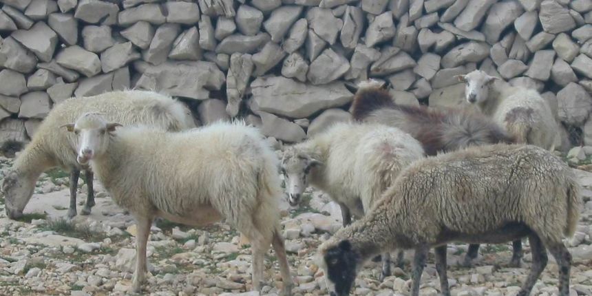 Ovce na Pagu (foto: J.Portada) Ovce na Pagu (foto: J.Portada)