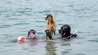 Šest veleposlanika čistilo morsko dno kod Murtera