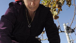 Stankovci, 101010.
Zadnja berba grozdja vodicke obitelji Roca u njihovom vinogradu. Po tradicionalnom obicaju zenski dio beraca bio je u vodickim “radnim nosnjama” koje su zene nekada nosile.
Foto: Marija Mihic / Cropix Stankovci, 101010.
Zadnja berba grozdja vodicke obitelji Roca u njihovom vinogradu. Po tradicionalnom obicaju zenski dio beraca bio je u vodickim “radnim nosnjama” koje su zene nekada nosile.
Foto: Marija Mihic / Cropix