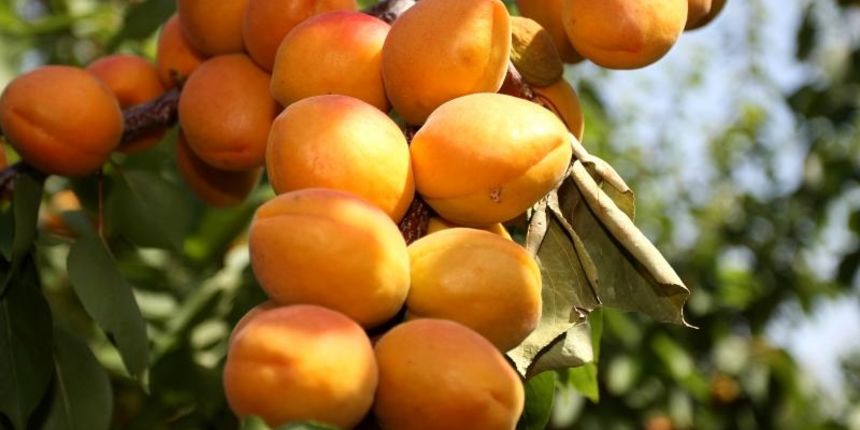 baranjskim vocnjacima zapocela berba marelica. baranjskim vocnjacima zapocela berba marelica.