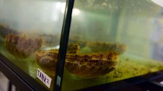 Strani studenti na združenom studiju Biotehnologija mora Strani studenti na združenom studiju Biotehnologija mora