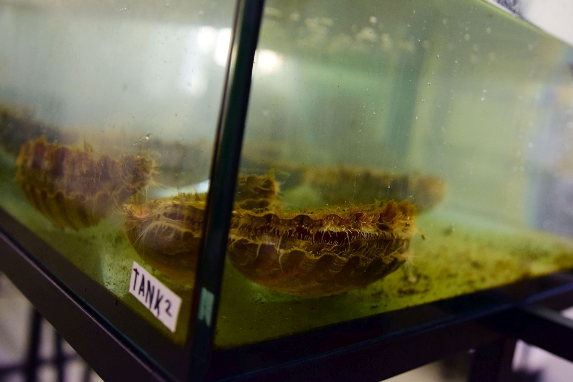 Strani studenti na združenom studiju Biotehnologija mora Strani studenti na združenom studiju Biotehnologija mora