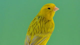 Pobjednici 33. Ornitoloskog prvenstva Hrvatske, Foto: Ivan Dilber Pobjednici 33. Ornitoloskog prvenstva Hrvatske, Foto: Ivan Dilber