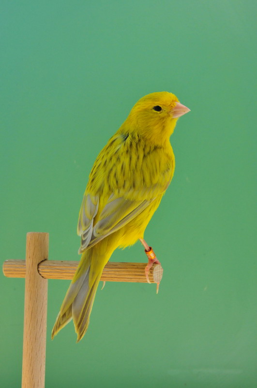 Pobjednici 33. Ornitoloskog prvenstva Hrvatske, Foto: Ivan Dilber Pobjednici 33. Ornitoloskog prvenstva Hrvatske, Foto: Ivan Dilber