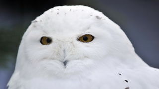 Zagreb, 100212. 
Osim sto je zabijelio grad, snijeg je prekrio i nastambe zivotinja u Zooloskom vrtu. Neke su dobro prihvatile hladnije uvjete, dok su se druge skrivale u svojim zidanim nastambama.
Na slici: snijezna sova.
Foto: Boris Kovacev / CROPIX