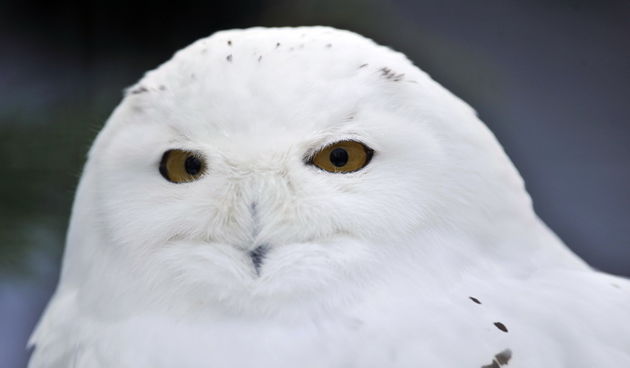 Zagreb, 100212. 
Osim sto je zabijelio grad, snijeg je prekrio i nastambe zivotinja u Zooloskom vrtu. Neke su dobro prihvatile hladnije uvjete, dok su se druge skrivale u svojim zidanim nastambama.
Na slici: snijezna sova.
Foto: Boris Kovacev / CROPIX