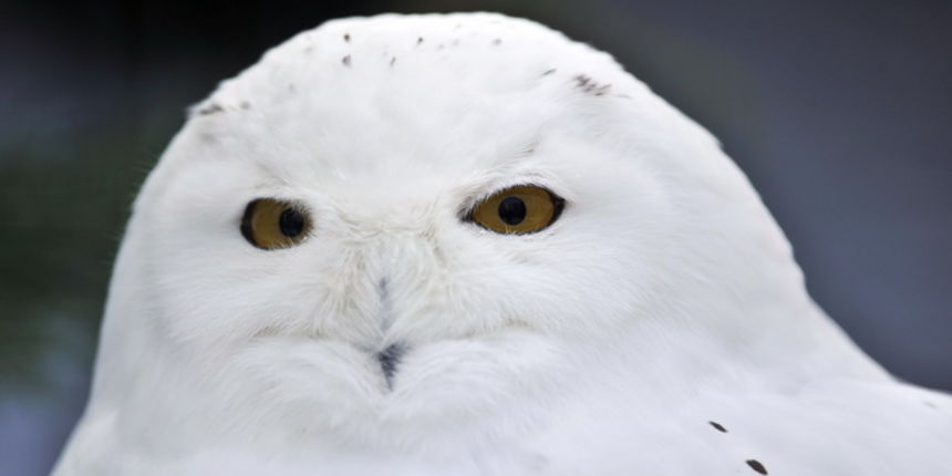 Zagreb, 100212. 
Osim sto je zabijelio grad, snijeg je prekrio i nastambe zivotinja u Zooloskom vrtu. Neke su dobro prihvatile hladnije uvjete, dok su se druge skrivale u svojim zidanim nastambama.
Na slici: snijezna sova.
Foto: Boris Kovacev / CROPIX