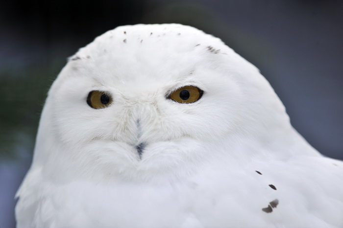 Zagreb, 100212. 
Osim sto je zabijelio grad, snijeg je prekrio i nastambe zivotinja u Zooloskom vrtu. Neke su dobro prihvatile hladnije uvjete, dok su se druge skrivale u svojim zidanim nastambama.
Na slici: snijezna sova.
Foto: Boris Kovacev / CROPIX