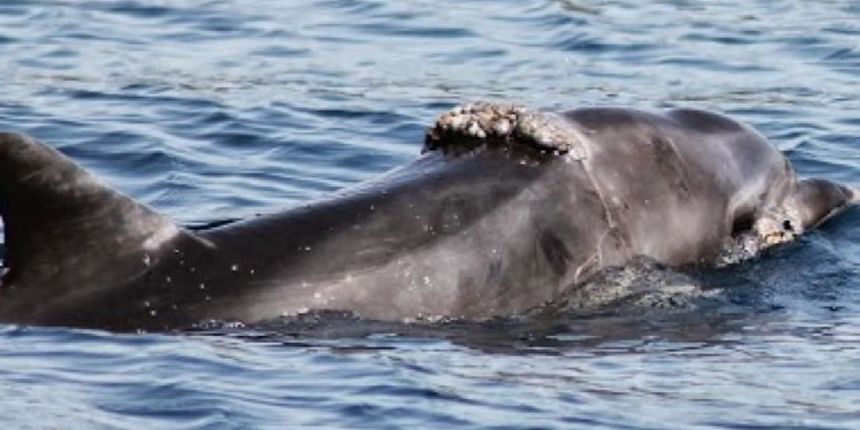 Ozlijeđeni dupin još uvijek se zadržava kod Pašmana,  Foto: Veterinarski fakultet Zagreb (T.G.)