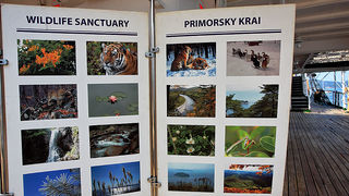 Ruski školski jedrenjak “Nadežda” u zadarskoj luci, foto: Roberto Lerga