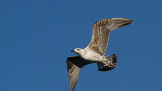 Jutarnja svađa galebova, foto: Leo Banić