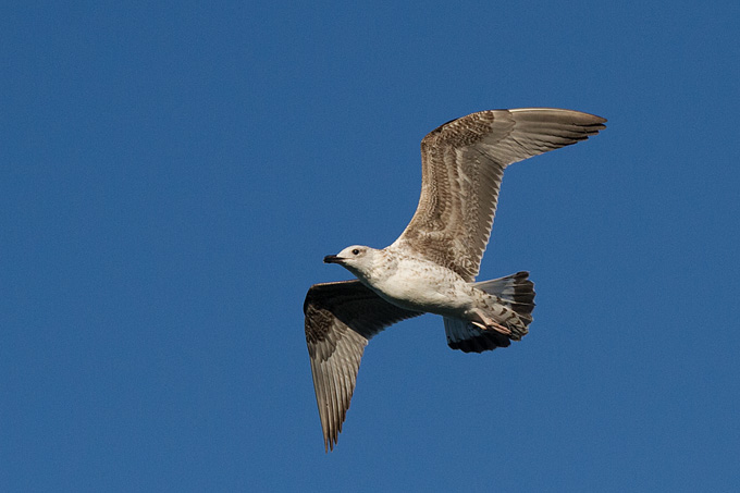 Jutarnja svađa galebova, foto: Leo Banić