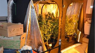 Na Krku pronađena četiri ilegalna laboratorija za uzgoj kanabisa, pritvoreno troje osumnjičenika Na Krku pronađena četiri ilegalna laboratorija za uzgoj kanabisa, pritvoreno troje osumnjičenika