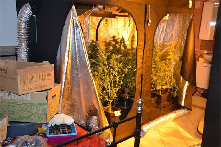 Na Krku pronađena četiri ilegalna laboratorija za uzgoj kanabisa, pritvoreno troje osumnjičenika Na Krku pronađena četiri ilegalna laboratorija za uzgoj kanabisa, pritvoreno troje osumnjičenika