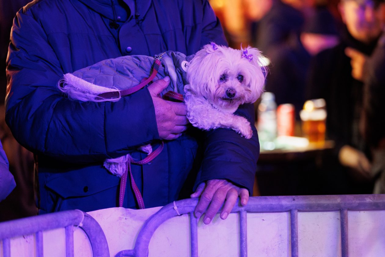 Vatra na Adventu u Zadru Vatra na Adventu u Zadru