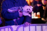 Vatra na Adventu u Zadru Vatra na Adventu u Zadru