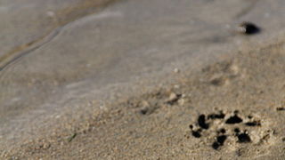 Nedjeljni đir ninskom plažom Ždrijac Nedjeljni đir ninskom plažom Ždrijac