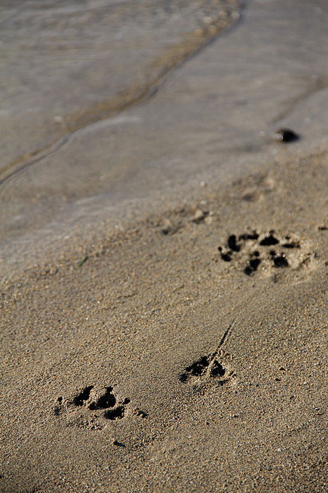 Nedjeljni đir ninskom plažom Ždrijac Nedjeljni đir ninskom plažom Ždrijac