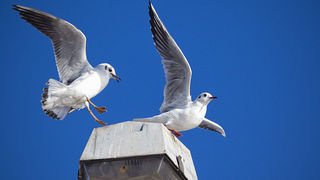 Zadarski galebovi (foto:Saša Čuka)