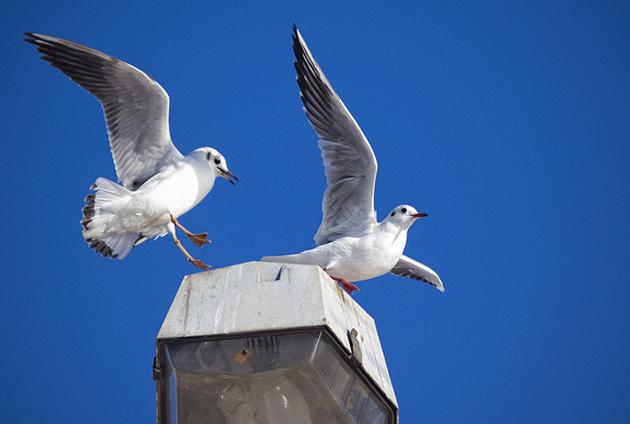Zadarski galebovi (foto:Saša Čuka)