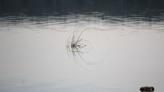 Đir uz Vransko jezero, Foto: Iva Perinić Đir uz Vransko jezero, Foto: Iva Perinić